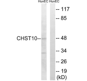 Western Blot - Anti-CHST10 Antibody (C14921) - Antibodies.com