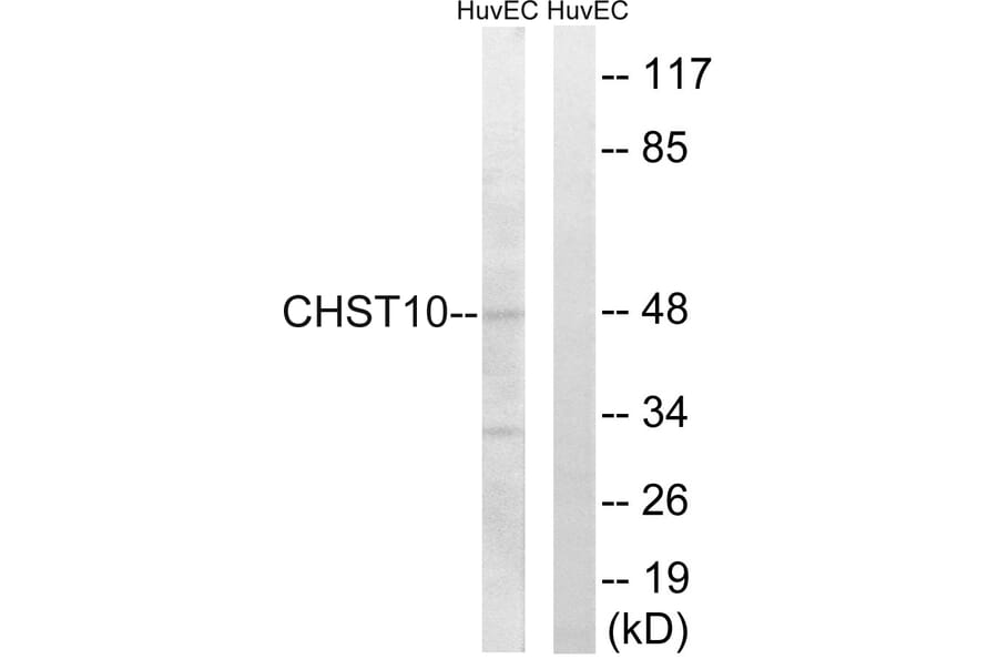Western Blot - Anti-CHST10 Antibody (C14921) - Antibodies.com