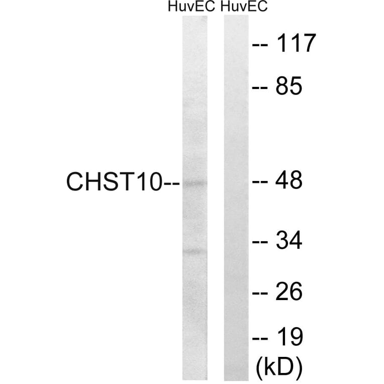 Western Blot - Anti-CHST10 Antibody (C14921) - Antibodies.com