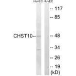 Western Blot - Anti-CHST10 Antibody (C14921) - Antibodies.com