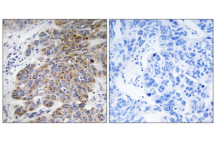 Immunohistochemistry - Anti-CHST10 Antibody (C14921) - Antibodies.com