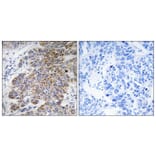 Immunohistochemistry - Anti-CHST10 Antibody (C14921) - Antibodies.com