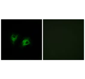 Immunofluorescence - Anti-CELSR2 Antibody (C12183) - Antibodies.com