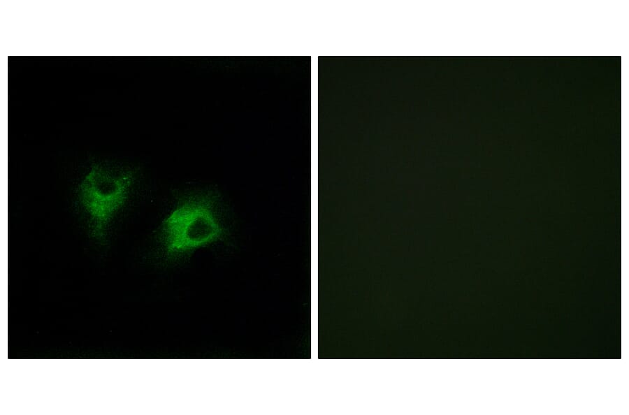 Immunofluorescence - Anti-CELSR2 Antibody (C12183) - Antibodies.com