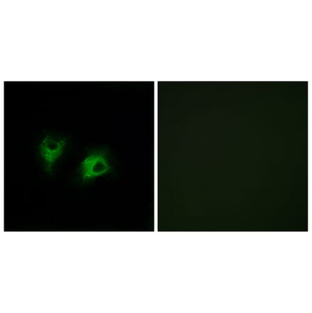 Immunofluorescence - Anti-CELSR2 Antibody (C12183) - Antibodies.com