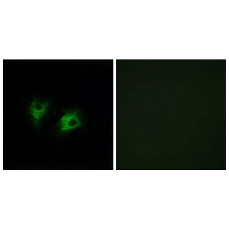 Immunofluorescence - Anti-CELSR2 Antibody (C12183) - Antibodies.com