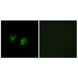 Immunofluorescence - Anti-CELSR2 Antibody (C12183) - Antibodies.com