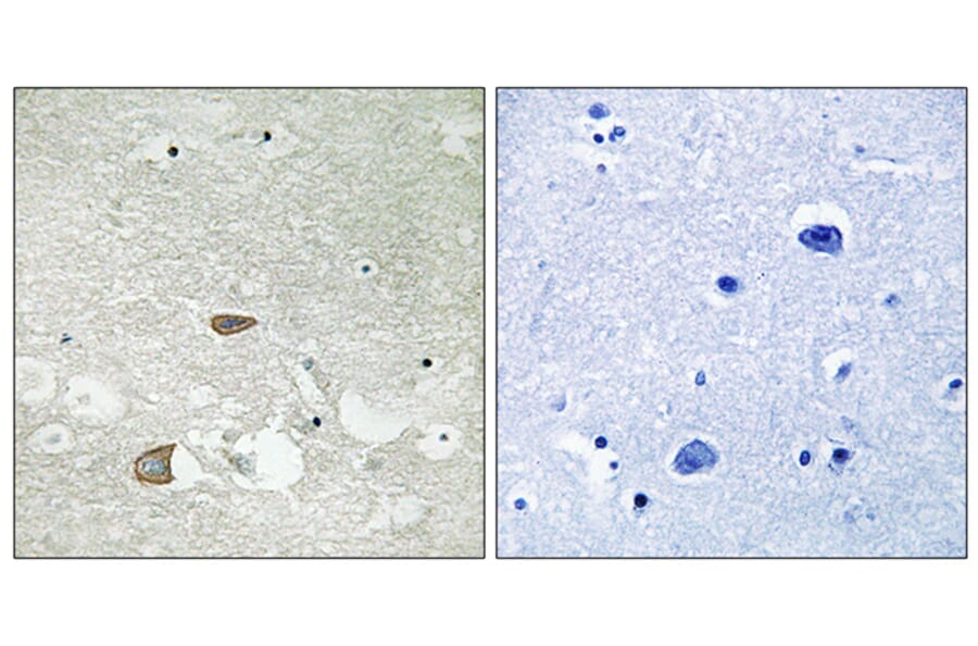 Immunohistochemistry - Anti-CELSR2 Antibody (C12183) - Antibodies.com