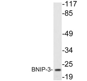 Western Blot - Anti-BNIP-3 Antibody (R12-2042) - Antibodies.com