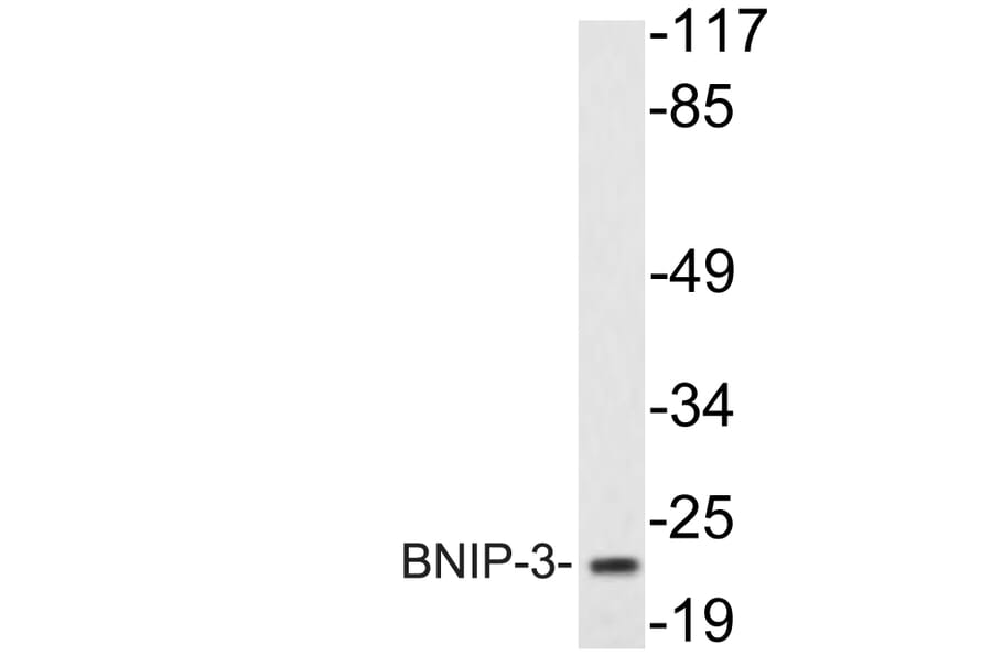 Western Blot - Anti-BNIP-3 Antibody (R12-2042) - Antibodies.com