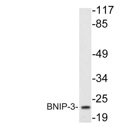 Western Blot - Anti-BNIP-3 Antibody (R12-2042) - Antibodies.com