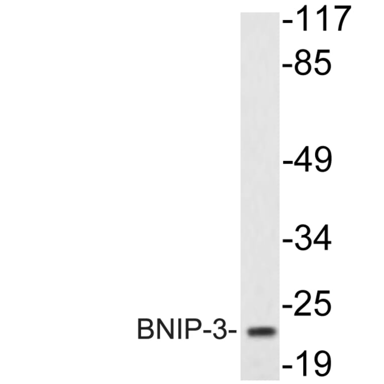 Western Blot - Anti-BNIP-3 Antibody (R12-2042) - Antibodies.com