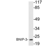 Western Blot - Anti-BNIP-3 Antibody (R12-2042) - Antibodies.com