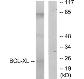 Western Blot - Anti-BCL-XL Antibody (B7027) - Antibodies.com