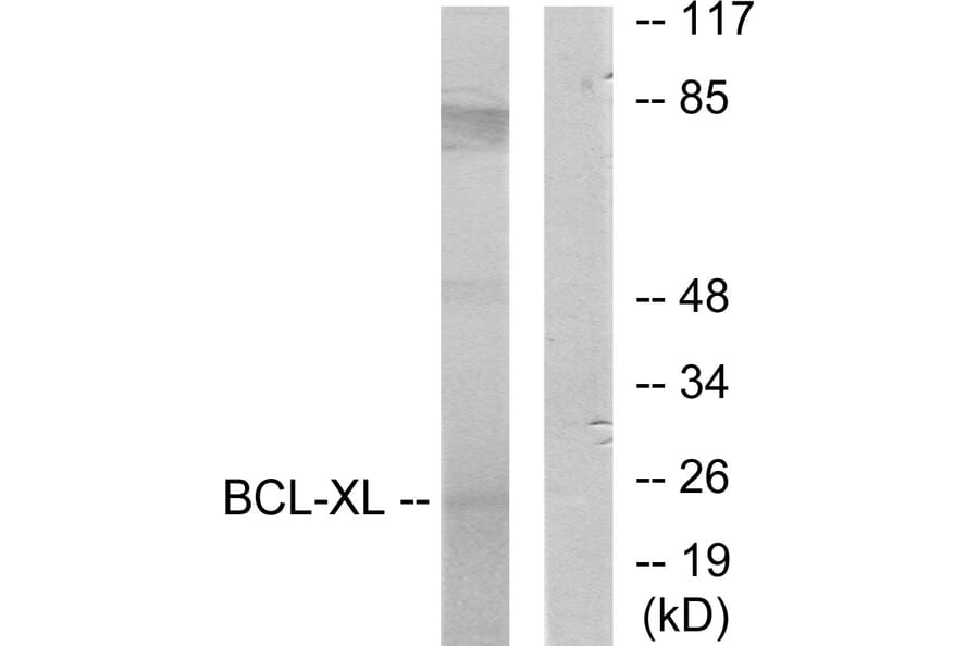 Western Blot - Anti-BCL-XL Antibody (B7027) - Antibodies.com