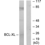 Western Blot - Anti-BCL-XL Antibody (B7027) - Antibodies.com