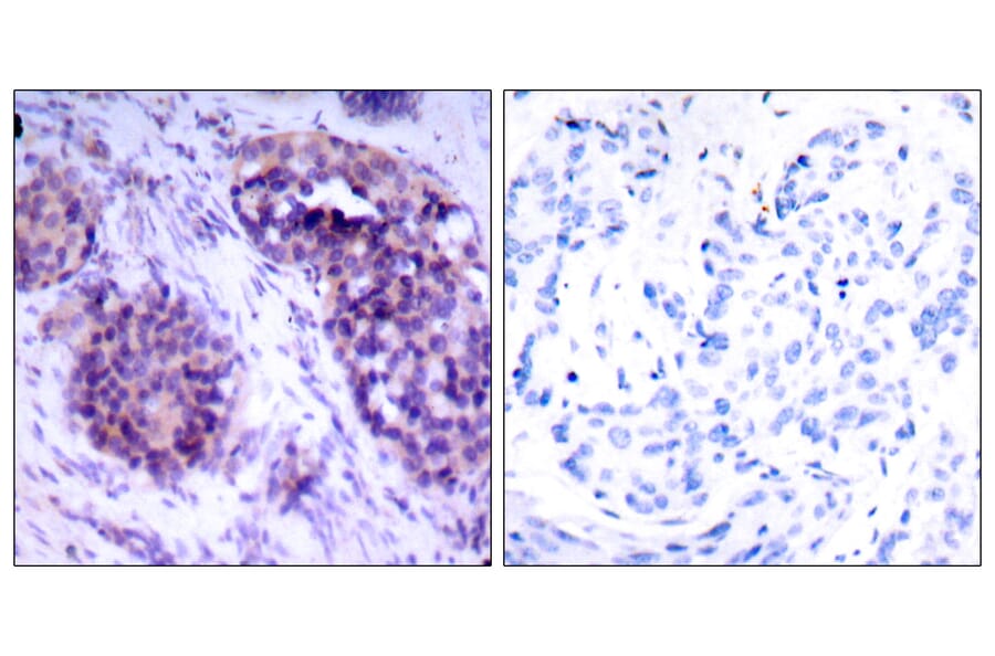 Immunohistochemistry - Anti-BCL-XL Antibody (B7027) - Antibodies.com