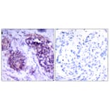 Immunohistochemistry - Anti-BCL-XL Antibody (B7027) - Antibodies.com
