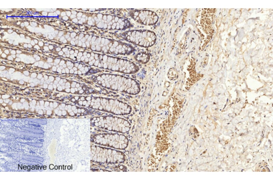 Immunohistochemistry - Anti-BCL-XL Antibody (B7027) - Antibodies.com