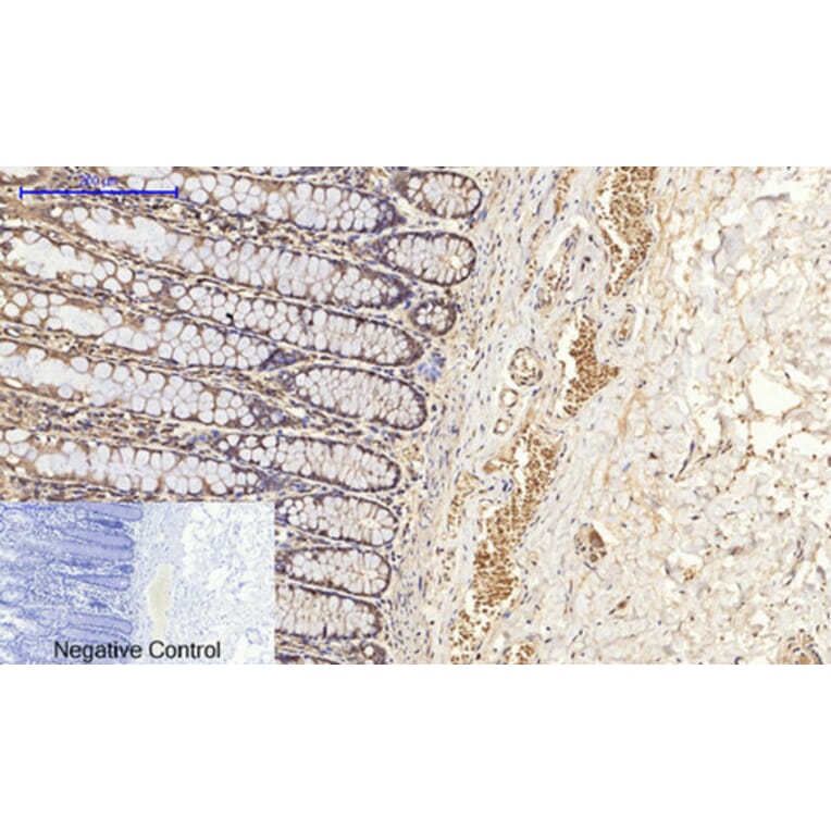 Immunohistochemistry - Anti-BCL-XL Antibody (B7027) - Antibodies.com