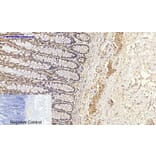 Immunohistochemistry - Anti-BCL-XL Antibody (B7027) - Antibodies.com