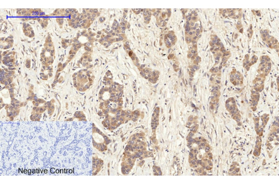 Immunohistochemistry - Anti-BCL-XL Antibody (B7027) - Antibodies.com