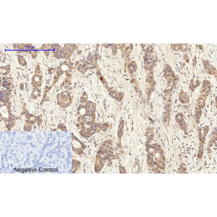 Immunohistochemistry - Anti-BCL-XL Antibody (B7027) - Antibodies.com