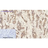 Immunohistochemistry - Anti-BCL-XL Antibody (B7027) - Antibodies.com