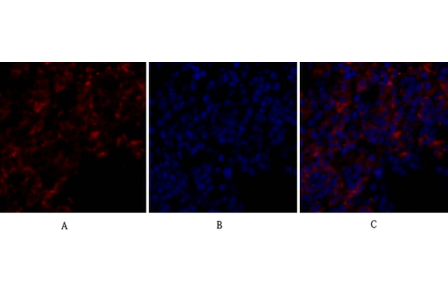 Immunofluorescence - Anti-BCL-XL Antibody (B7027) - Antibodies.com