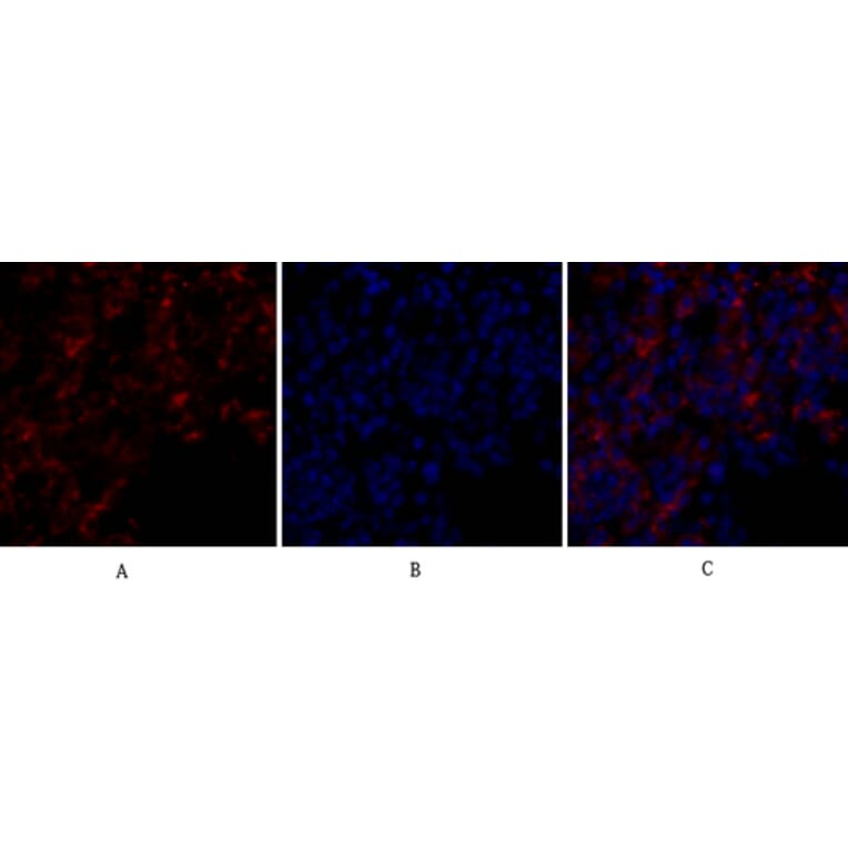 Immunofluorescence - Anti-BCL-XL Antibody (B7027) - Antibodies.com