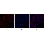 Immunofluorescence - Anti-BCL-XL Antibody (B7027) - Antibodies.com