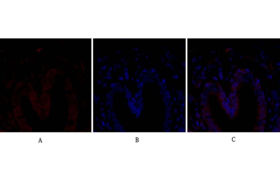 Immunofluorescence - Anti-BCL-XL Antibody (B7027) - Antibodies.com