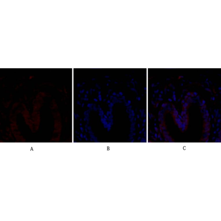 Immunofluorescence - Anti-BCL-XL Antibody (B7027) - Antibodies.com