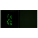 Immunofluorescence - Anti-ACOT12 Antibody (C14270) - Antibodies.com