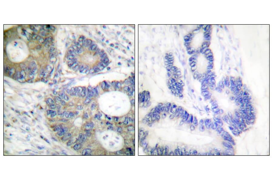 Immunohistochemistry - Anti-4E-BP1 Antibody (B0401) - Antibodies.com