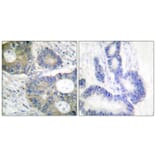 Immunohistochemistry - Anti-4E-BP1 Antibody (B0401) - Antibodies.com