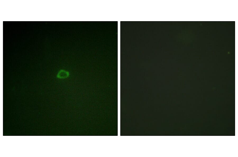 Immunofluorescence - Anti-4E-BP1 Antibody (B0884) - Antibodies.com