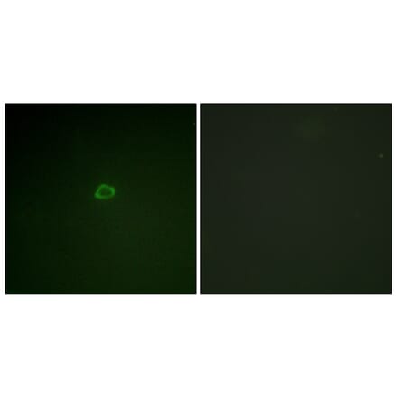 Immunofluorescence - Anti-4E-BP1 Antibody (B0884) - Antibodies.com