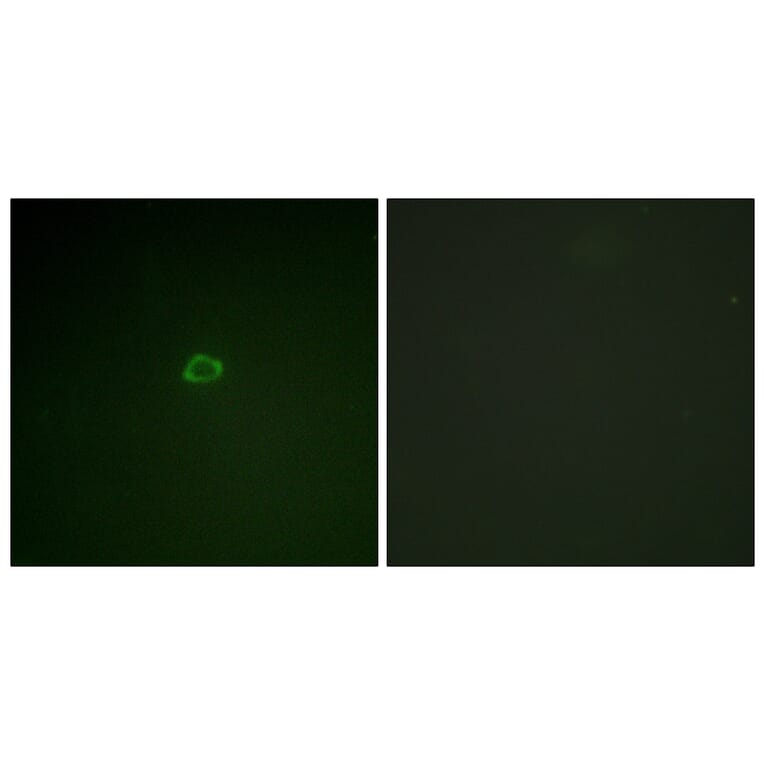 Immunofluorescence - Anti-4E-BP1 Antibody (B0884) - Antibodies.com