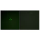 Immunofluorescence - Anti-4E-BP1 Antibody (B0884) - Antibodies.com