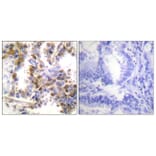 Immunohistochemistry - Anti-4E-BP1 Antibody (B0884) - Antibodies.com