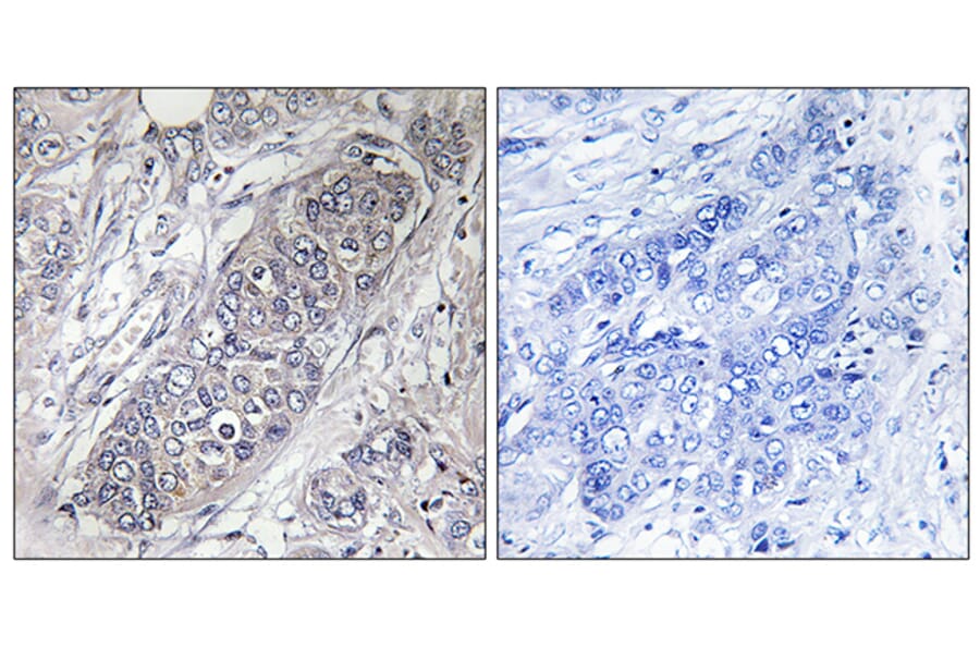 Immunohistochemistry - Anti-4E-BP1 Antibody (B7002) - Antibodies.com