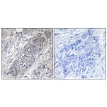 Immunohistochemistry - Anti-4E-BP1 Antibody (B7002) - Antibodies.com