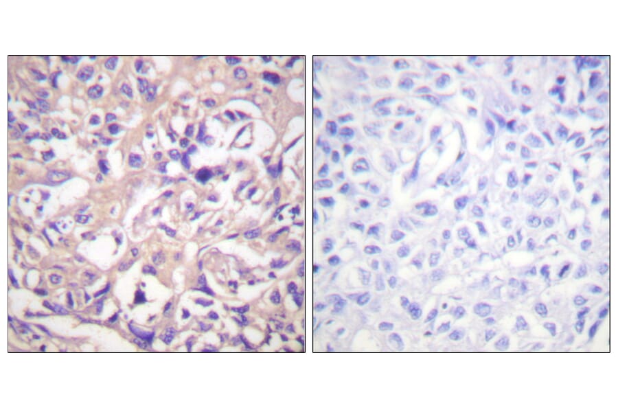 Immunohistochemistry - Anti-TK Antibody (B0586) - Antibodies.com