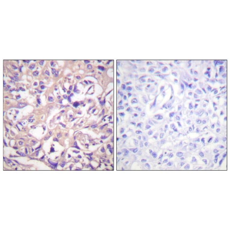 Immunohistochemistry - Anti-TK Antibody (B0586) - Antibodies.com
