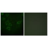 Immunofluorescence - Anti-TK Antibody (B0586) - Antibodies.com