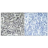 Immunohistochemistry - Anti-TK Antibody (B0586) - Antibodies.com