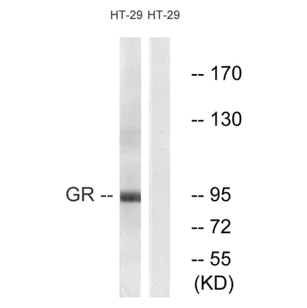 Western Blot - Anti-GR Antibody (B0073) - Antibodies.com