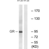 Western Blot - Anti-GR Antibody (B0073) - Antibodies.com