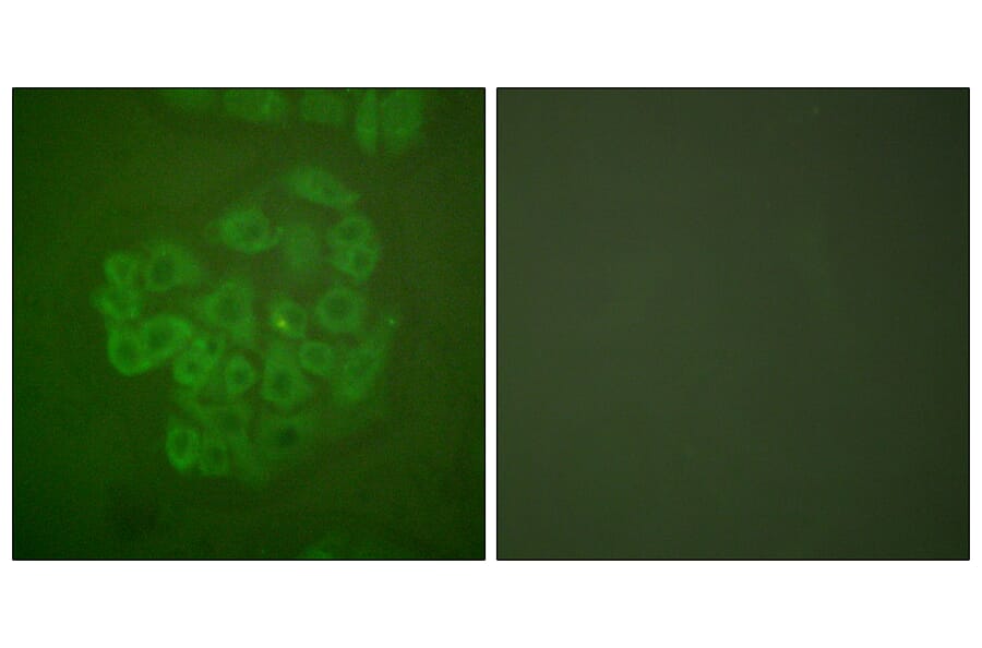 Immunofluorescence - Anti-GR Antibody (B0073) - Antibodies.com